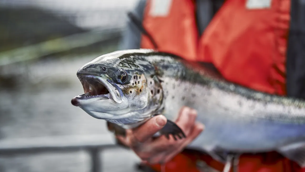 Study finds salmon exposed to cocaine and benzoylecgonine swam nearly twice as far (about 7.6 miles more) than unexposed fish