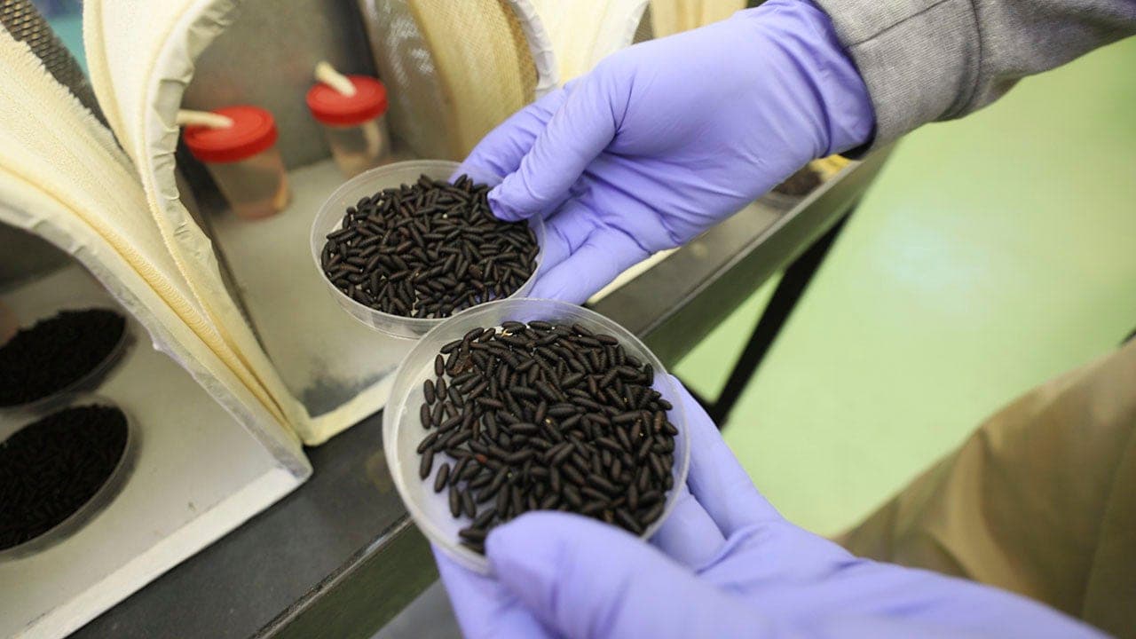 New World Screwworm Detected in Texas Cattle