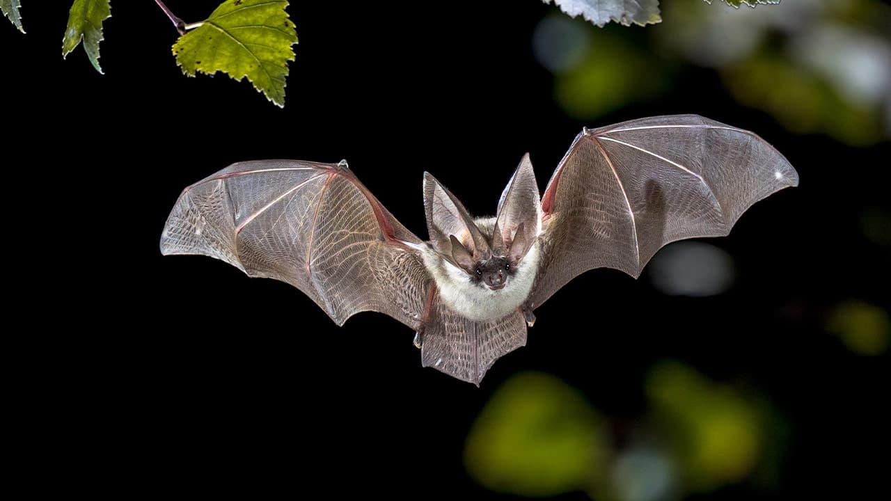 Bat found near Palo Verde Common in South Fremont tests positive for rabies; officials advise precautions