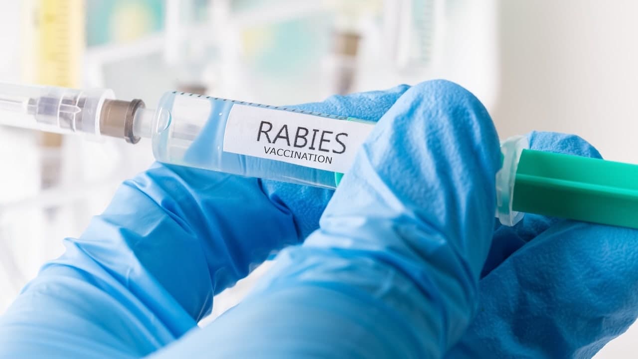 Ontario boy dies of rabies after bat contact