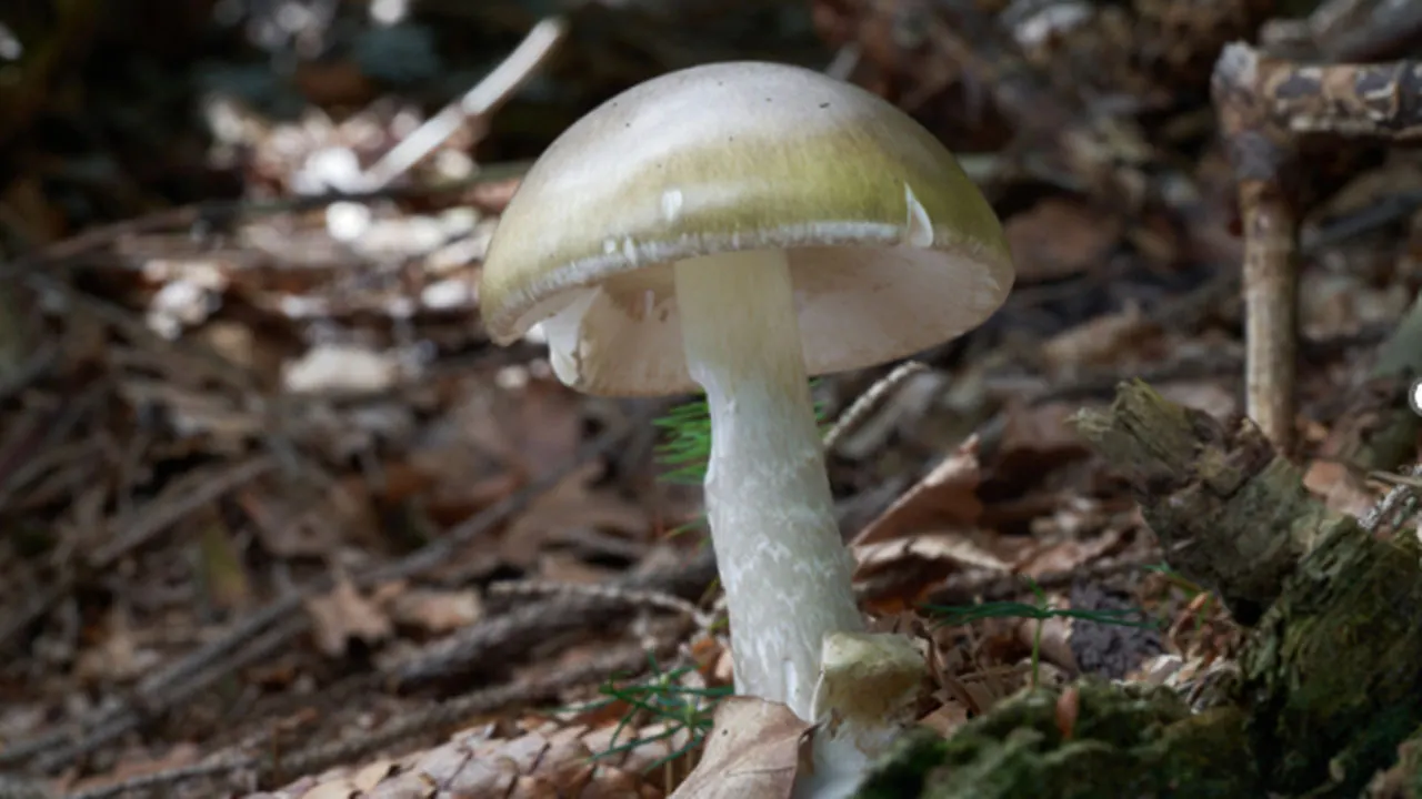 California health officials issue urgent warning to mushroom foragers after deadly poisoning outbreak