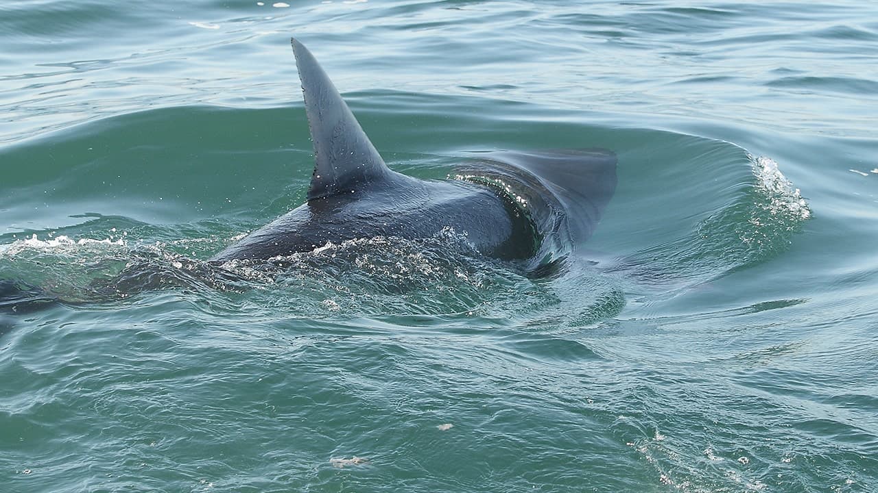 Shark Sightings Rise Near U.S. Beaches Ahead of July 4