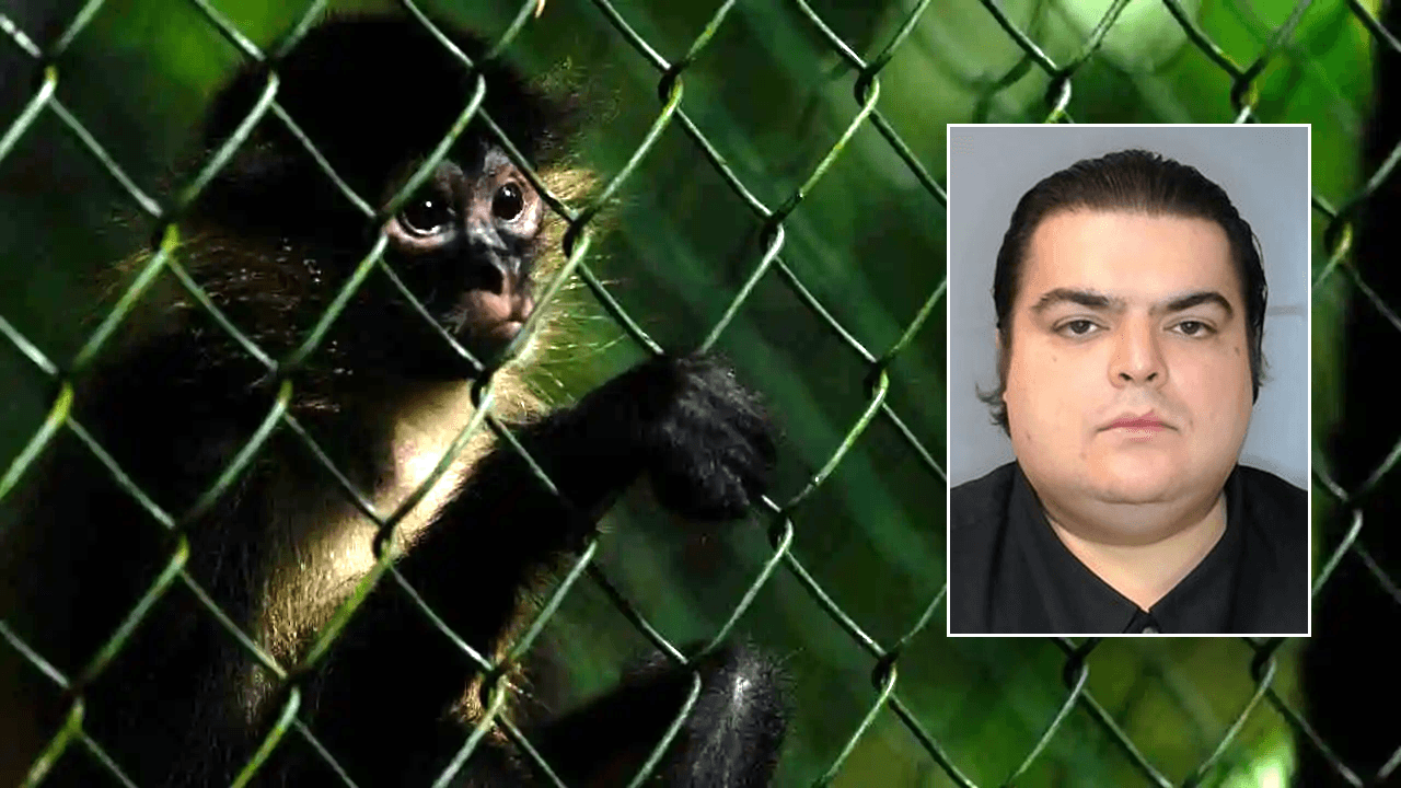 Florida Man Francisco Javier Ravelo Pleads Guilty After ICE HSI Investigation into Videos Showing Torture of Monkeys