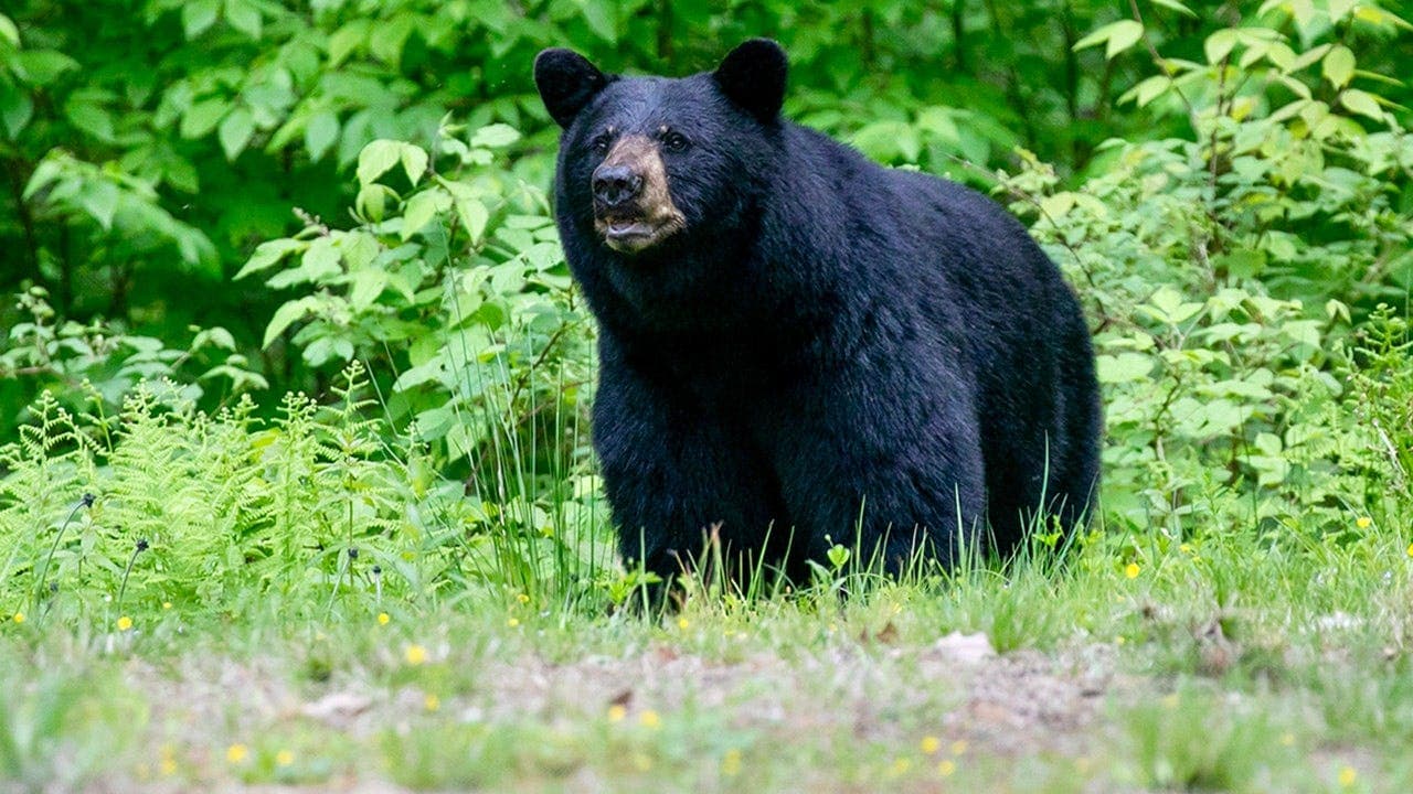 Great Smoky Mountains National Park closes multiple trails after rise in black bear sightings