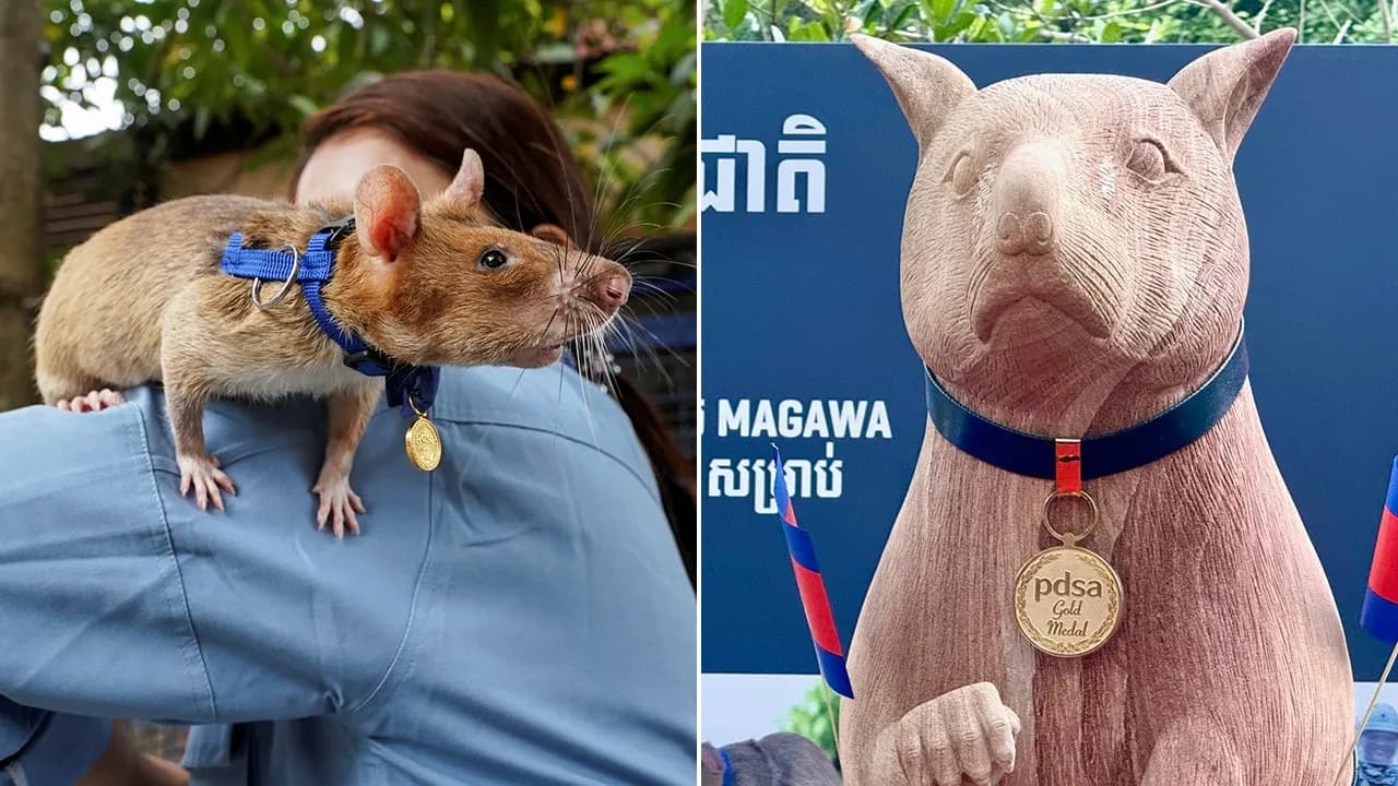 Siem Reap unveils seven-foot statue honoring Magawa, APOPO’s mine-detection rat credited with finding more than 100 landmines