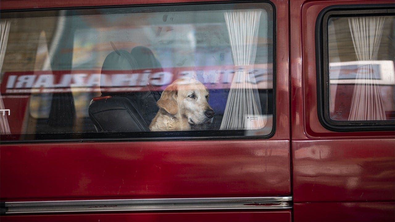 Dog accidentally discharges loaded shotgun inside truck at Scottsbluff gas station; woman in nearby vehicle injured