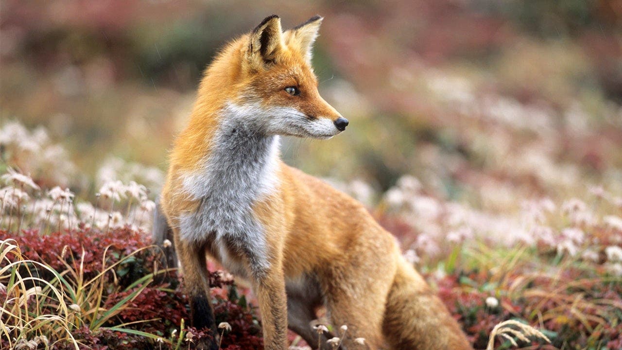 Alberta RCMP investigate stolen barbecue goods; fox found carrying hot dogs
