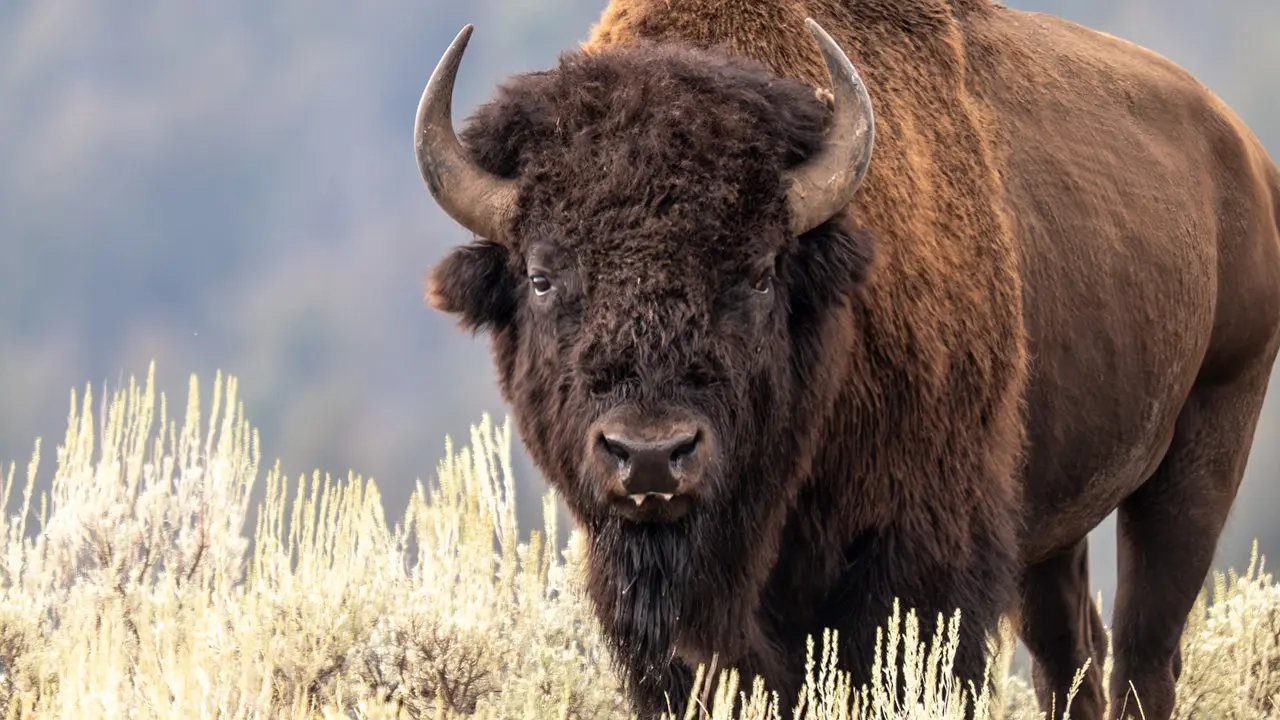 Woman approaches bison in Yellowstone National Park and falls while fleeing; video posted online