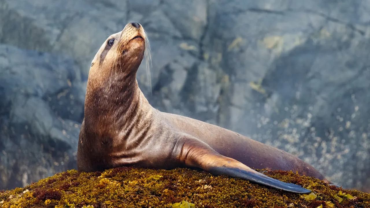 Sea Lion Steals Fisherman's Yellowfin Tuna