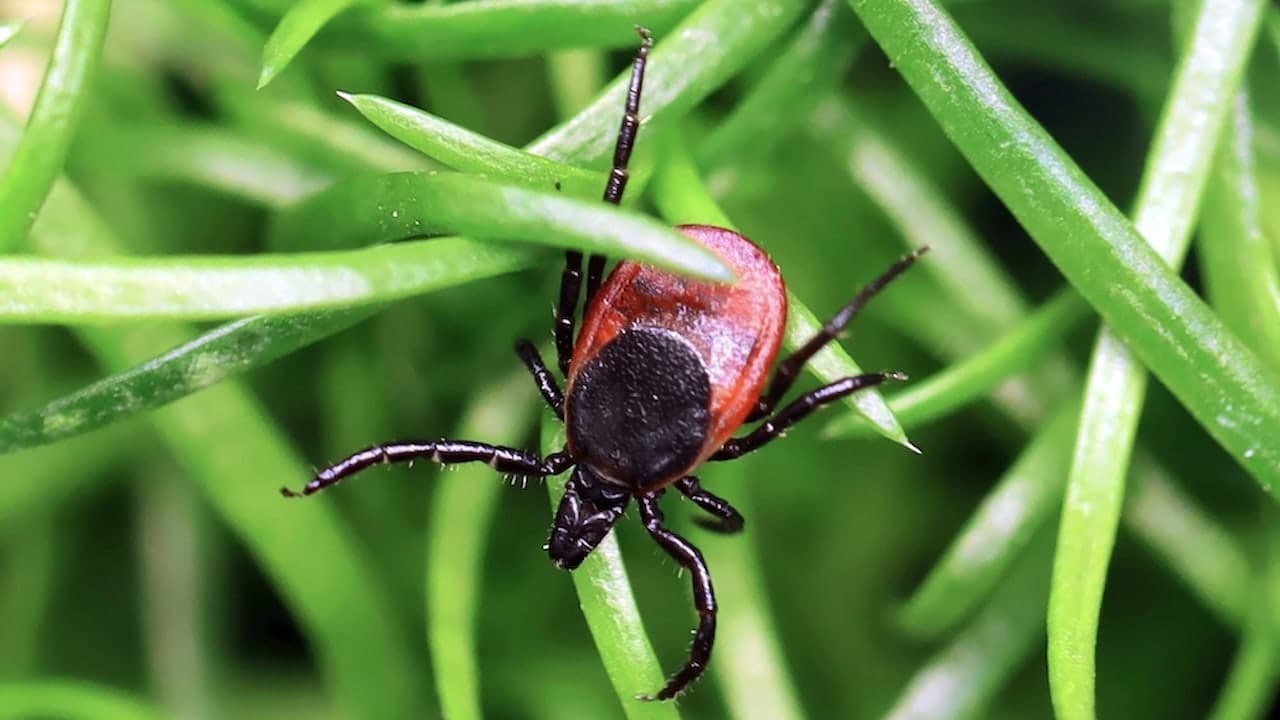Powassan Virus Cases Reach Record Highs