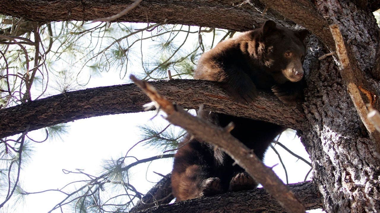 Black bear charges at Lake Tahoe home