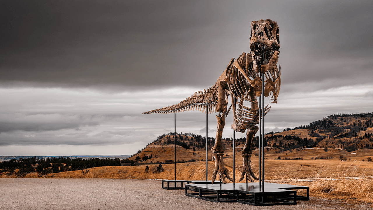 T. rex 'Gus' Sells for $50.1 Million