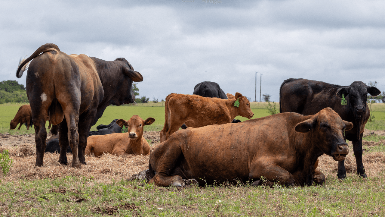 U.S. Expands 'Product of USA' Meat Labeling