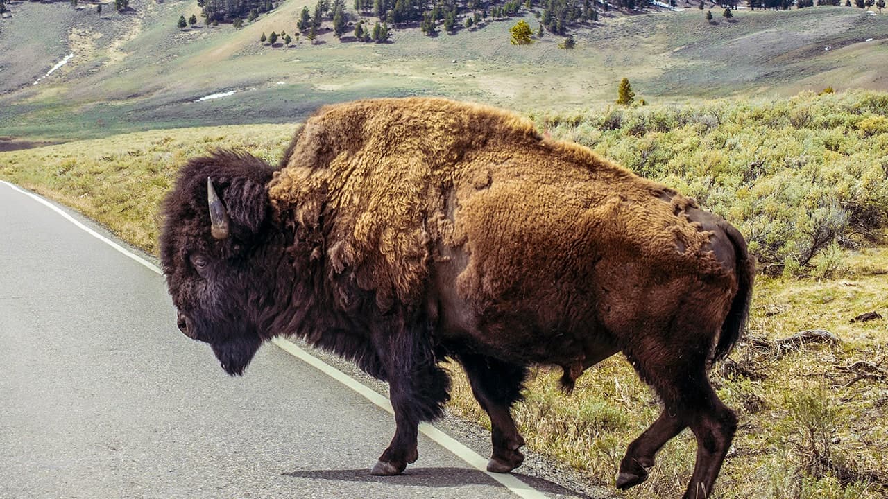 Yellowstone Bison Not Euthanized After Attack