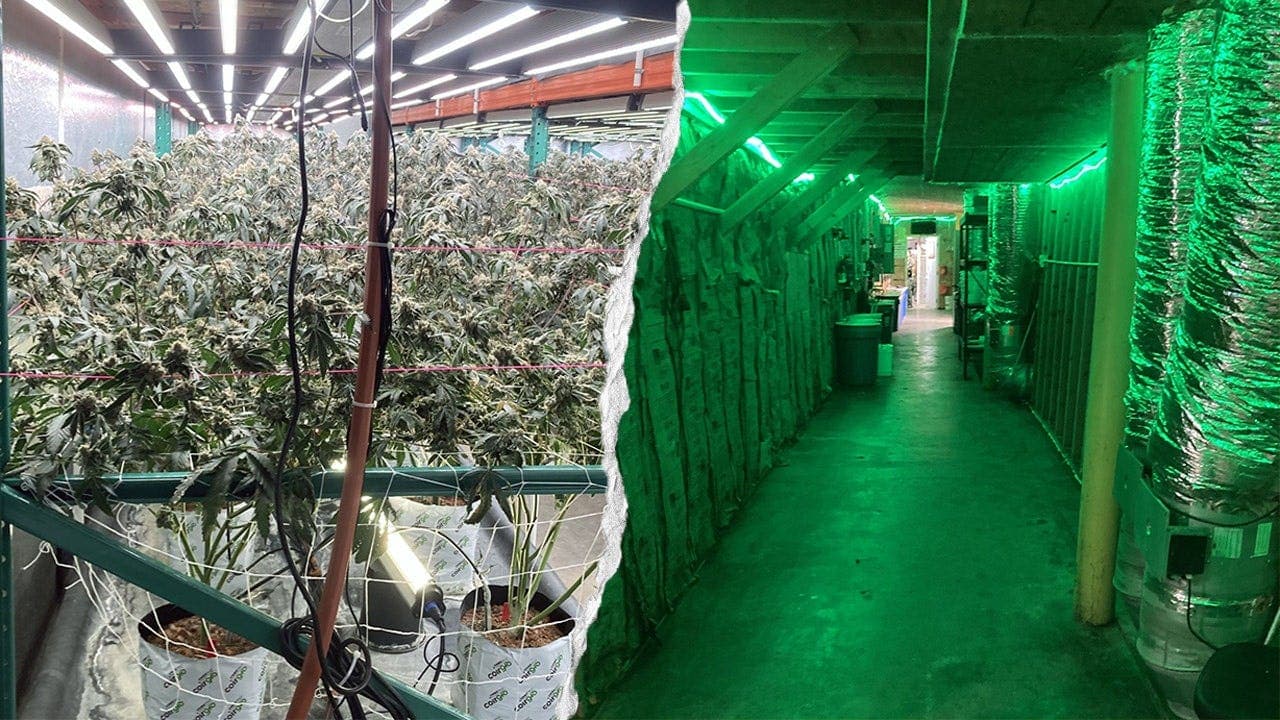 California Seizes 63,000 Pounds of Illegal Cannabis