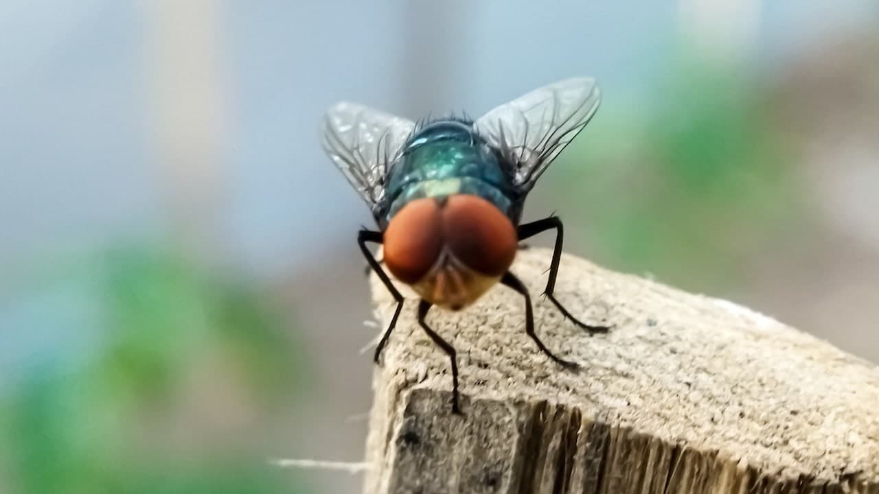 USDA: Screwworms Pose Animal, Not Food, Risk