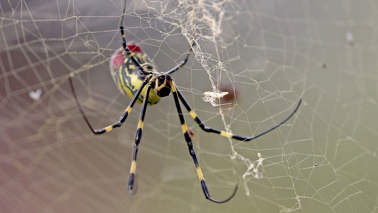 Joro spiders, first recorded in Georgia in 2013, are spreading across the southeastern U.S.; experts say bites are rare and not medically significant