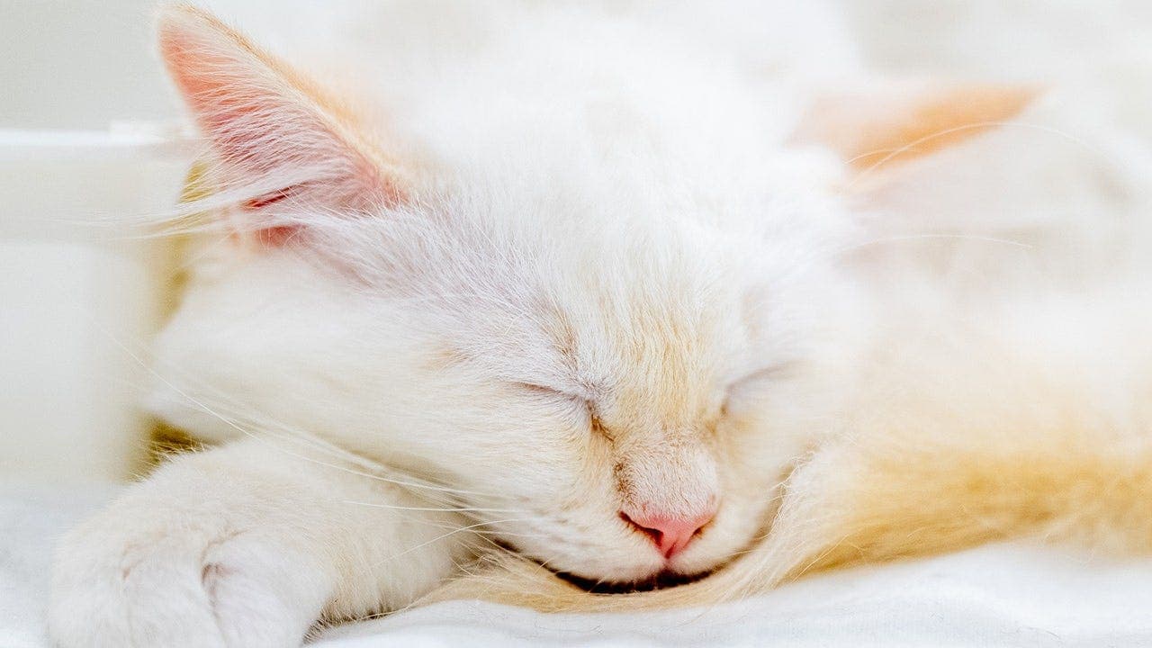 AI Photo Matching Reunites Ohio Kitten in 24 Hours