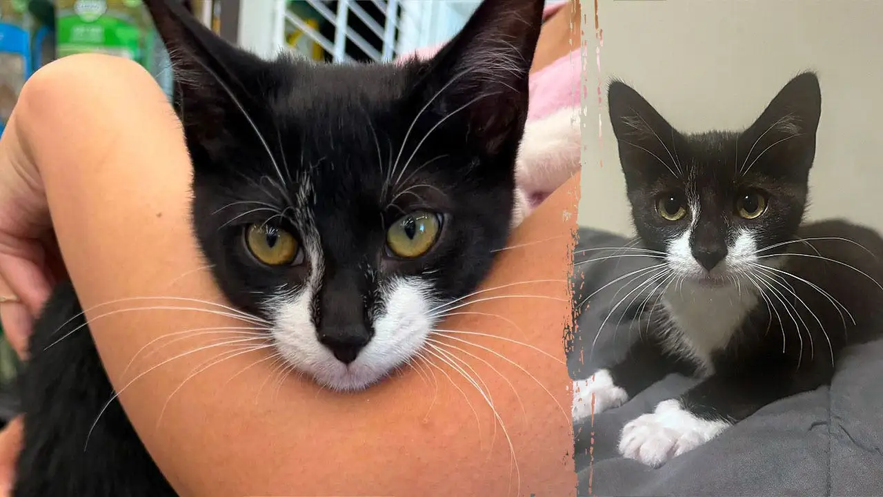 Maryland Man Allegedly Stole Kitten Before Bank Robbery